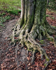Roots and trunk of and old tree in the forest. Moss covered roots of an old tree.
