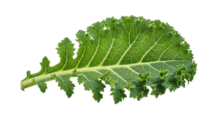 Crisp Green Kale Leaf Displaying Intricate Veins and Textured Surface, Ideal for Health Food Campaigns and Nutritional Content Visuals on Transparent Backdrop