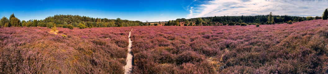 Panoramablick durch die Ellendorfer Wachholderheide mit den sattgrünen Wachholderbäumen und der lila gefärbten Heide	

