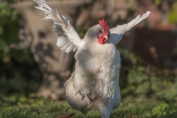 White hen that deploys its wings in sunny garden for beautiful summer day