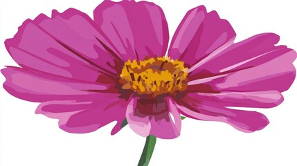 Obraz premium A beautiful pink cosmos or dahlia flower with delicate petals is isolated on a white background