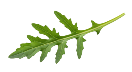Fresh Arugula Leaf Isolated on Transparent Backdrop, Ideal for Salad Creations and Healthy Recipes, Emphasizing Natural Greenery and Culinary Use