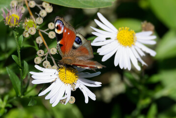 European peacock butterfly (Aglais io) sitting on a daisy in Zurich, Switzerland