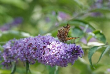 Comma butterfly (Polygonia c-album) perched on summer lilac in Zurich, Switzerland