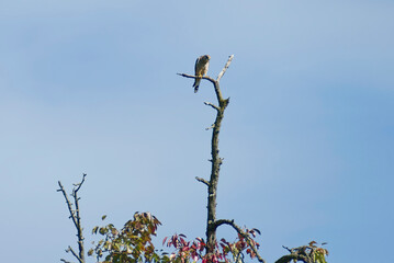 Common kestrel (Falco tinnunculus) sitting in a tree in Zurich, Switzerland