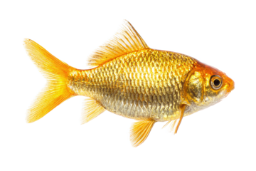 Single Golden Goldfish Fish isolated on white transparent background
