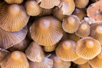 cluster of inedible mushrooms. on a blurred background. colorful macro photography of mushrooms. wildlife. beauty of wildlife. close-up. solid background.