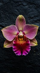 Fototapeta premium Orchid Bloom: A captivating close-up showcases a delicate orchid bloom, revealing intricate details and a rich palette of colors against a contrasting backdrop.