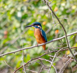 kingfisher, birds, fauna, nature, animals, water, trees, landscape, wildlife, blue, wild, colorful, roller, bee-eater, green, bee, branch, color, beak, eater, birds, tree, fauna, orange, feathers, col