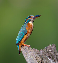 kingfisher, birds, fauna, nature, animals, water, trees, landscape, wildlife, blue, wild, colorful, roller, bee-eater, green, bee, branch, color, beak, eater, birds, tree, fauna, orange, feathers, col