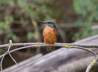 kingfisher, birds, fauna, nature, animals, water, trees, landscape, wildlife, blue, wild, colorful, roller, bee-eater, green, bee, branch, color, beak, eater, birds, tree, fauna, orange, feathers, col