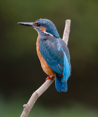 kingfisher, birds, fauna, nature, animals, water, trees, landscape, wildlife, blue, wild, colorful, roller, bee-eater, green, bee, branch, color, beak, eater, birds, tree, fauna, orange, feathers, col