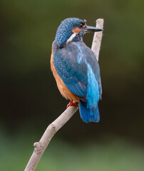 kingfisher, birds, fauna, nature, animals, water, trees, landscape, wildlife, blue, wild, colorful, roller, bee-eater, green, bee, branch, color, beak, eater, birds, tree, fauna, orange, feathers, col