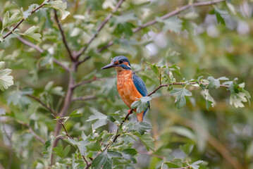 kingfisher, birds, fauna, nature, animals, water, trees, landscape, wildlife, blue, wild, colorful, roller, bee-eater, green, bee, branch, color, beak, eater, birds, tree, fauna, orange, feathers, col
