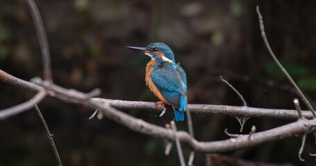 Fototapeta premium kingfisher, birds, fauna, nature, animals, water, trees, landscape, wildlife, blue, wild, colorful, roller, bee-eater, green, bee, branch, color, beak, eater, birds, tree, fauna, orange, feathers, col