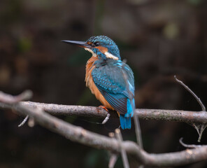 kingfisher, birds, fauna, nature, animals, water, trees, landscape, wildlife, blue, wild, colorful, roller, bee-eater, green, bee, branch, color, beak, eater, birds, tree, fauna, orange, feathers, col