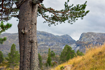 Timeless nature of Norway’s north revealed through pine silhouettes and rugged mountains, a classic Nordic autumn landscape.