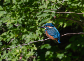 kingfisher, birds, fauna, nature, animals, water, trees, landscape, wildlife, blue, wild, colorful, roller, bee-eater, green, bee, branch, color, beak, eater, birds, tree, fauna, orange, feathers, col