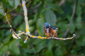 kingfisher, birds, fauna, nature, animals, water, trees, landscape, wildlife, blue, wild, colorful, roller, bee-eater, green, bee, branch, color, beak, eater, birds, tree, fauna, orange, feathers, col