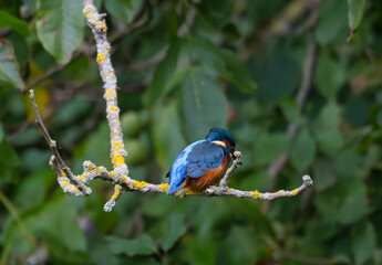 kingfisher, birds, fauna, nature, animals, water, trees, landscape, wildlife, blue, wild, colorful, roller, bee-eater, green, bee, branch, color, beak, eater, birds, tree, fauna, orange, feathers, col