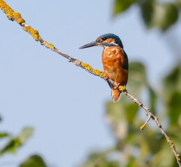 kingfisher, birds, fauna, nature, animals, water, trees, landscape, wildlife, blue, wild, colorful, roller, bee-eater, green, bee, branch, color, beak, eater, birds, tree, fauna, orange, feathers, col