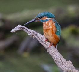 kingfisher, birds, fauna, nature, animals, water, trees, landscape, wildlife, blue, wild, colorful, roller, bee-eater, green, bee, branch, color, beak, eater, birds, tree, fauna, orange, feathers, col