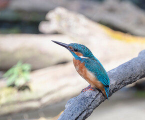 kingfisher, birds, fauna, nature, animals, water, trees, landscape, wildlife, blue, wild, colorful, roller, bee-eater, green, bee, branch, color, beak, eater, birds, tree, fauna, orange, feathers, col