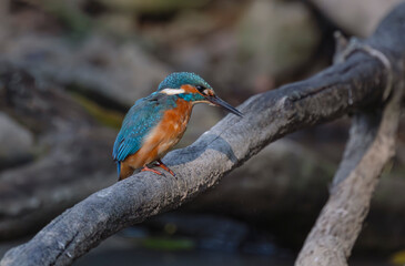 kingfisher, birds, fauna, nature, animals, water, trees, landscape, wildlife, blue, wild, colorful, roller, bee-eater, green, bee, branch, color, beak, eater, birds, tree, fauna, orange, feathers, col