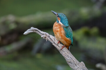 kingfisher, birds, fauna, nature, animals, water, trees, landscape, wildlife, blue, wild, colorful, roller, bee-eater, green, bee, branch, color, beak, eater, birds, tree, fauna, orange, feathers, col