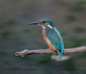kingfisher, birds, fauna, nature, animals, water, trees, landscape, wildlife, blue, wild, colorful, roller, bee-eater, green, bee, branch, color, beak, eater, birds, tree, fauna, orange, feathers, col