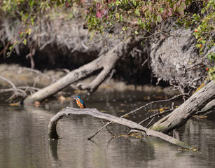 kingfisher, birds, fauna, nature, animals, water, trees, landscape, wildlife, blue, wild, colorful, roller, bee-eater, green, bee, branch, color, beak, eater, birds, tree, fauna, orange, feathers, col