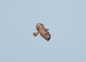 Birds, the forest hawk, predator, predators, nature, fauna, forest, sky, freedom, air,