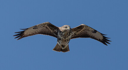 Birds, the forest hawk, predator, predators, nature, fauna, forest, sky, freedom, air,