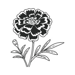 Delicate black and white outline of a marigold flower blooming isolated on transparent background
