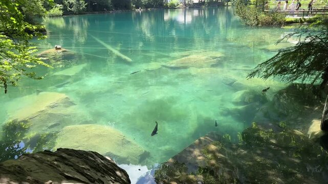 Crystal-clear Blausee lake in Switzerland, where the water is so transparent you can see fish swimming below. Pristine alpine nature, peaceful atmosphere, and stunning natural beauty. Kandergrund 