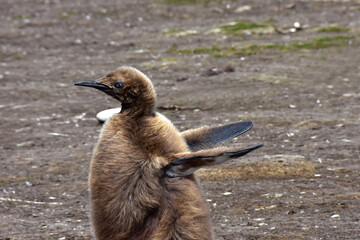 King Penguin Chick at Volunteer Point, Falkland Islands