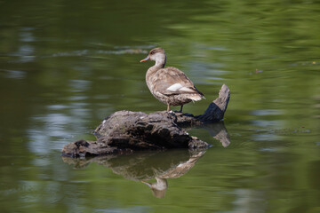 Birds, jay, alpine pipit, nature, fauna, forest, sky, freedom, air, water, green