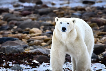 Polar Bear on Hudson Bay Shore, Churchill, Manitoba