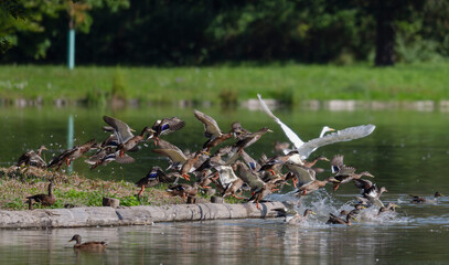 Birds, jay, alpine pipit, nature, fauna, forest, sky, freedom, air, water, green