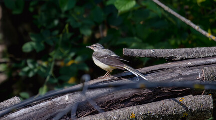 Birds, jay, alpine pipit, nature, fauna, forest, sky, freedom, air, water, green
