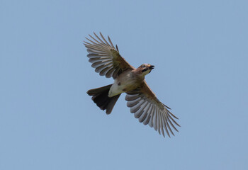 Birds, jay, alpine pipit, nature, fauna, forest, sky, freedom, air, water, green