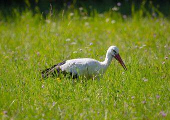 Birds, jay, alpine pipit, nature, fauna, forest, sky, freedom, air, water, green