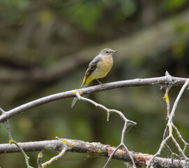 Birds, jay, alpine pipit, nature, fauna, forest, sky, freedom, air, water, green