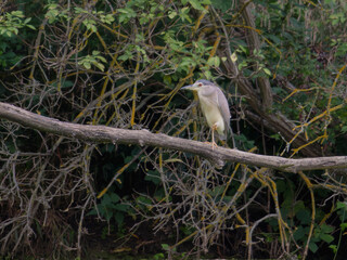 Birds, jay, alpine pipit, nature, fauna, forest, sky, freedom, air, water, green