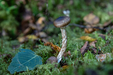 mushroom in the forest