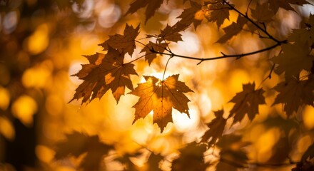 Golden autumn leaves illuminated by sunlight in a natural forest setting. capturing the essence of fall foliage for seasonal design and decoration.