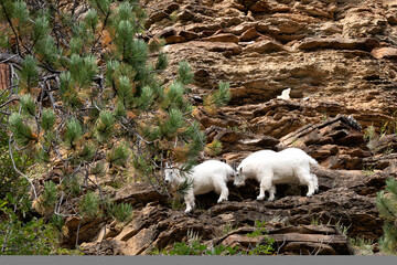 Mountain goats on rugged cliff among pines