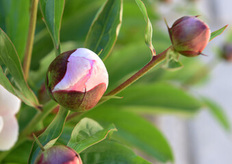 Pivoine de Brotéro en bouton
