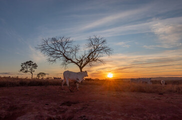 sunset in the countryside with trees and cattle
