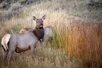 Cow Elk in Autumn Grassland